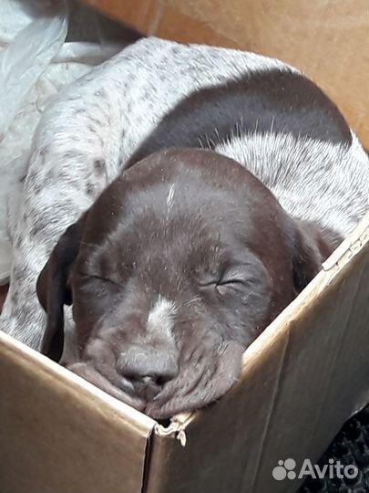 Щенки курцхаара 5000