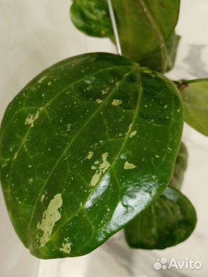 Фикус пумила, хойи