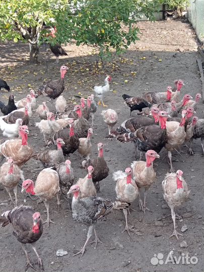 Индюки Индюшки