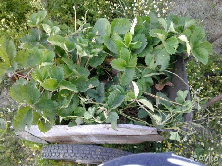 Клубника На рассаду