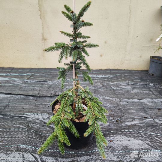 Ель сербская Пендула, 60 см, с5