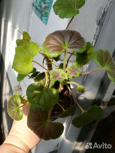 Пеларгония королевская и шоколадная