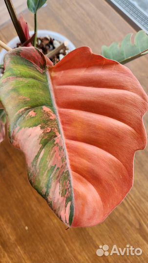 Филодендрон карамель марбл вариегатный