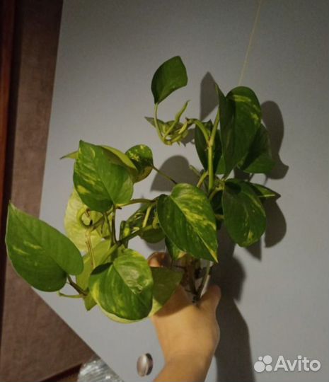 Сциндапсус золотистый