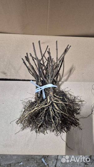 Голый корень метельчатой гортензии. Европа