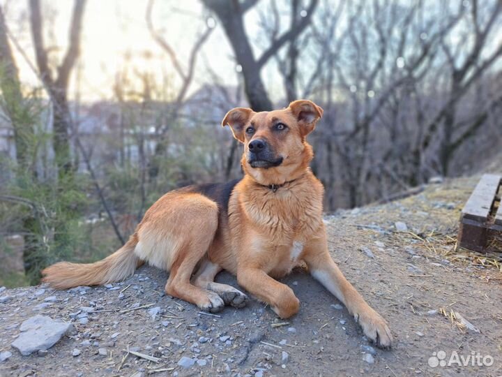 Собака в добрые руки