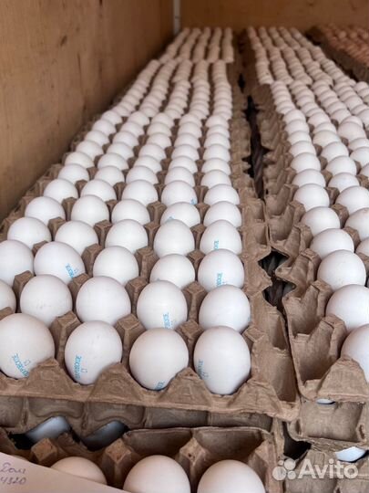 Яйцо куриное оптом