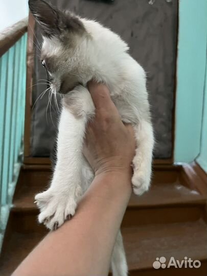 Сиамский кот
