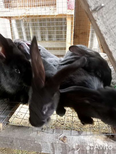 Кролик фландер, белый Паннон и Хиколь самцы