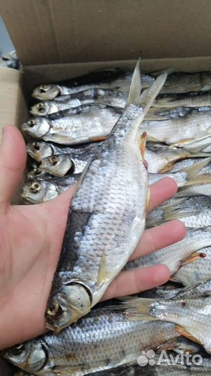 Астраханская рыба