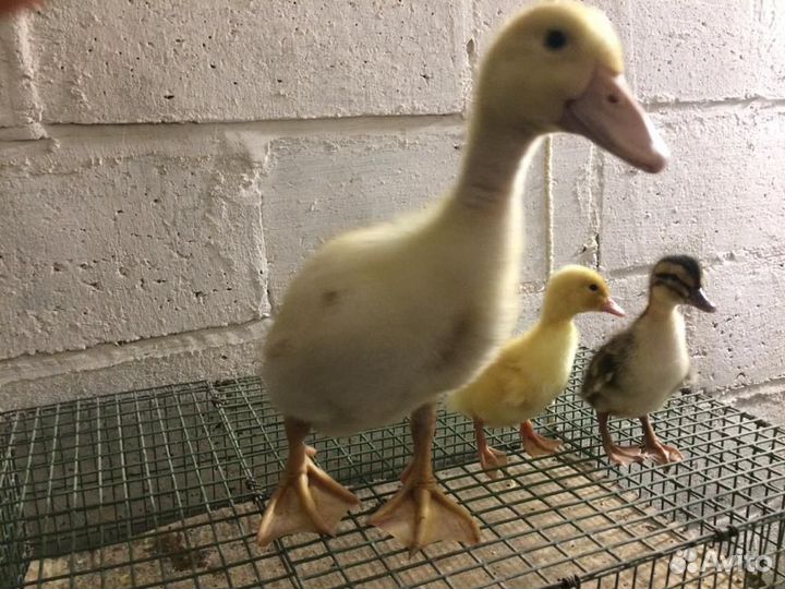 Утята подрощенные