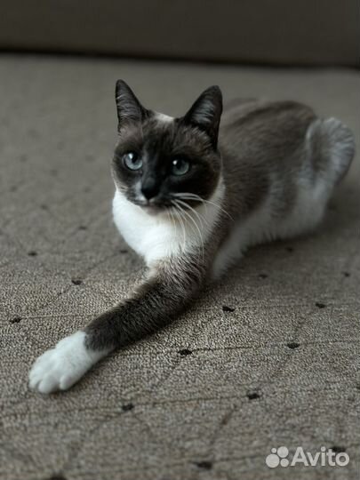 Вязка кошек сиамская