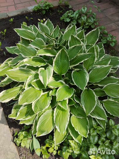 Хоста растение