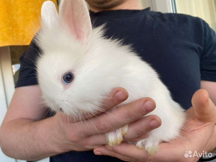 Декоративные кролики