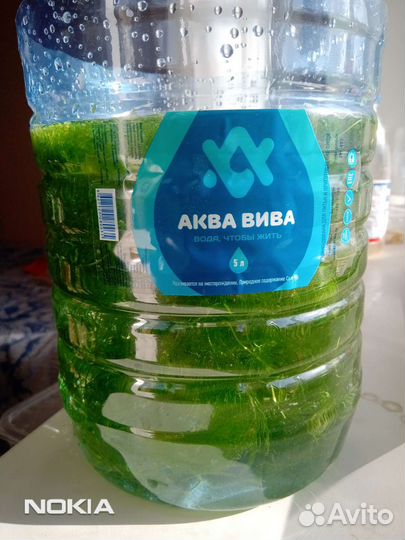 Растения для аквариума роголистник