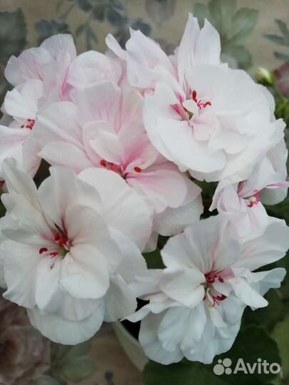 Пеларгония Pac Viva Madeleine