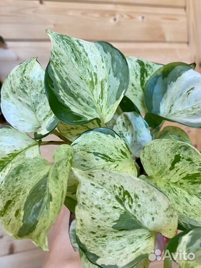 Сциндапсус хеппи лиф