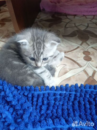 Британские котята