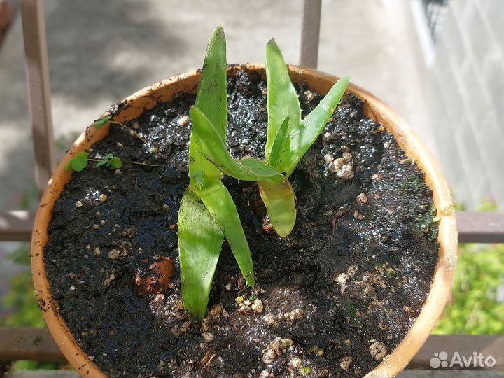 Алоэ вера растение в керамическом горшке