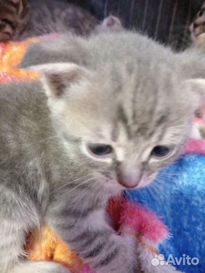 Милые котята в хорошие и надёжные руки