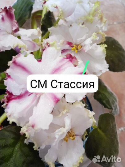 Фиалка сортовая (листики укорененные)