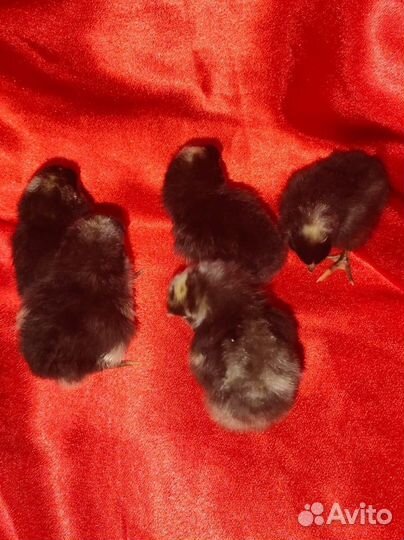 Домашняя птица, гусята, цыплята, утята