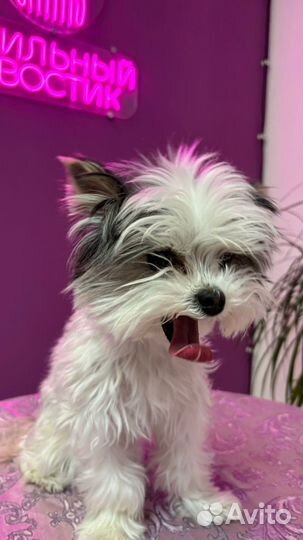 Стрижка собак и кошек