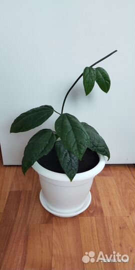 Клеродендрум