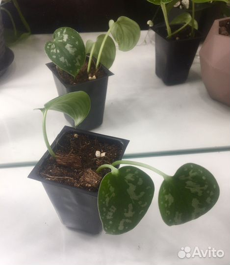 Сциндапсусы, филодендроны