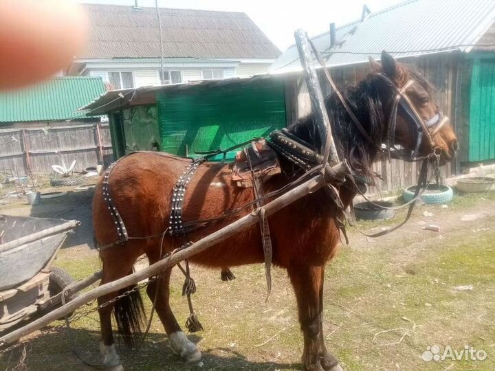 Мерен 7 лет со сбруей и бричкой