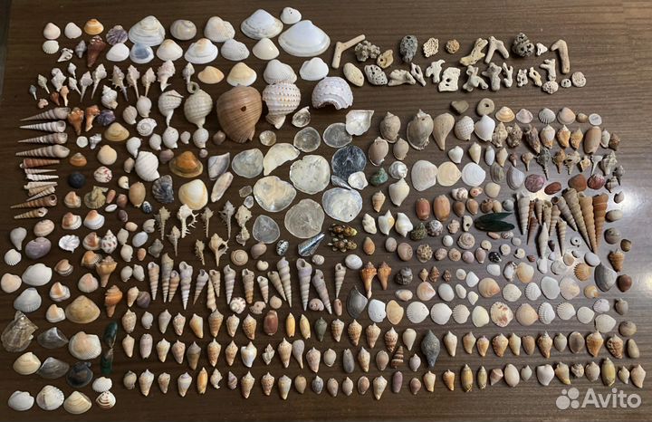 Морские ракушки раковины много разные