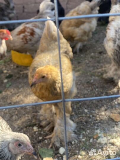 Куры молодки
