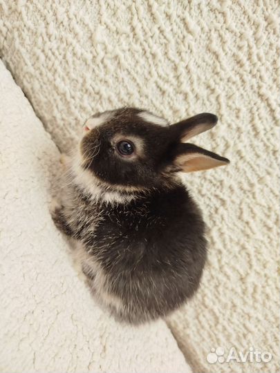 Декоративные кролики домашний мини