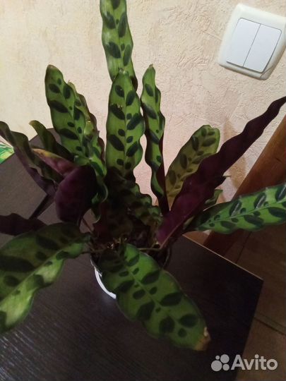 Комнатные растения