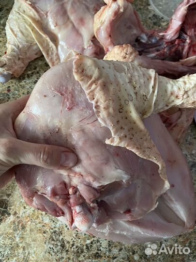 Тушки бройлера домашний