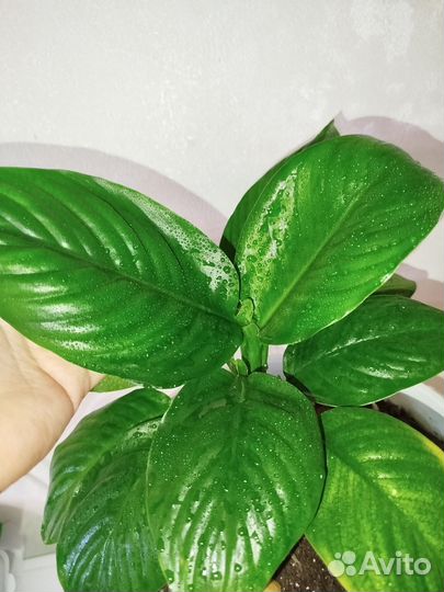 Спатифиллум блэк бьюти