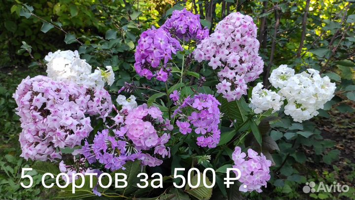 Флоксы метельчатые