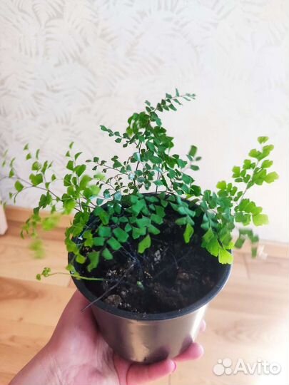 Адиантум венерин волос