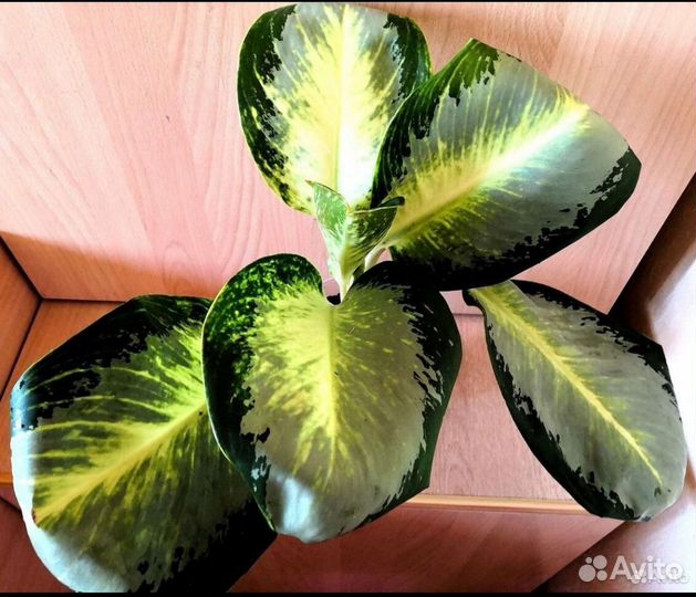 Аглаонема Elephant Ears