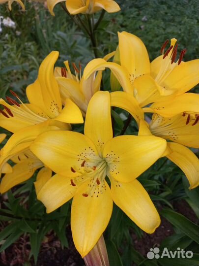 Лилии луковицы