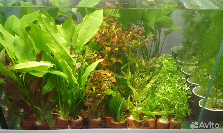 Большой выбор живых аквариумных растений