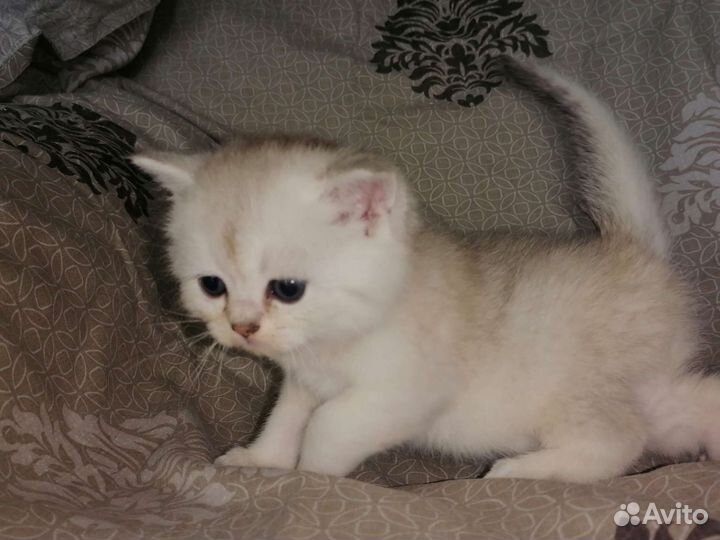 Котята скоттиш фолд