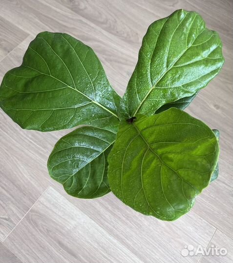 Фикус Лирата Columnaris