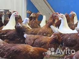 Куры несушки молодки