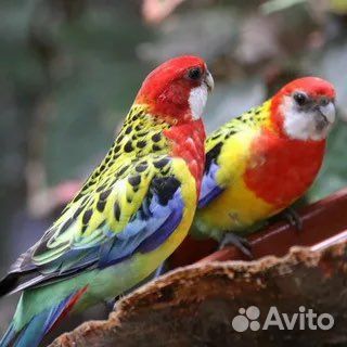 Попугаи