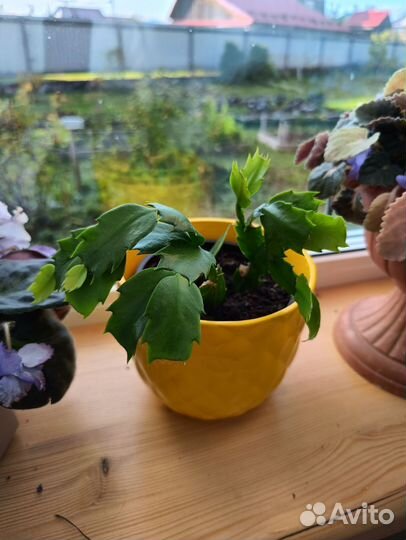 Декабрист шлюмбергера белый