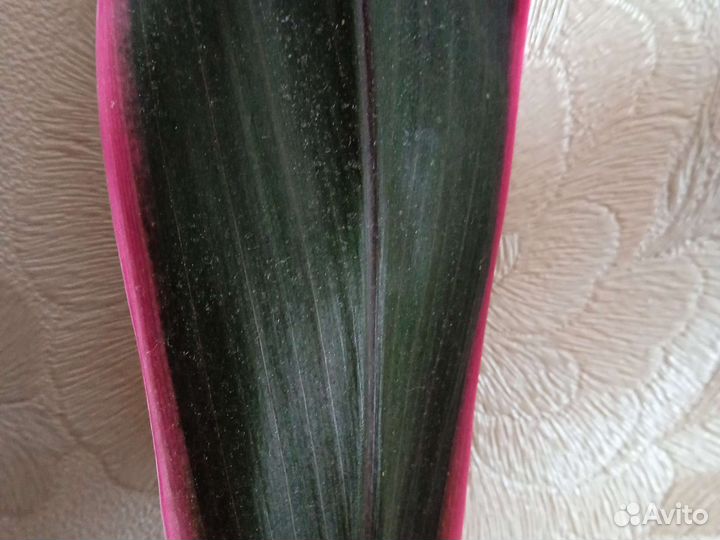 Спатифиллум, кордилина шефлера