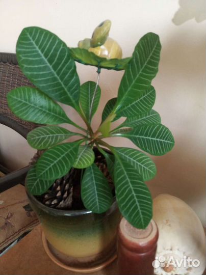 Молочай пальма 2