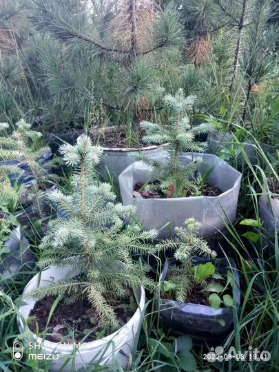 Ель голубая