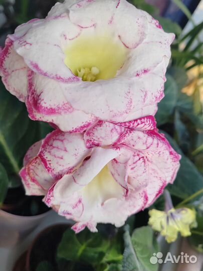 Лист глоксинии